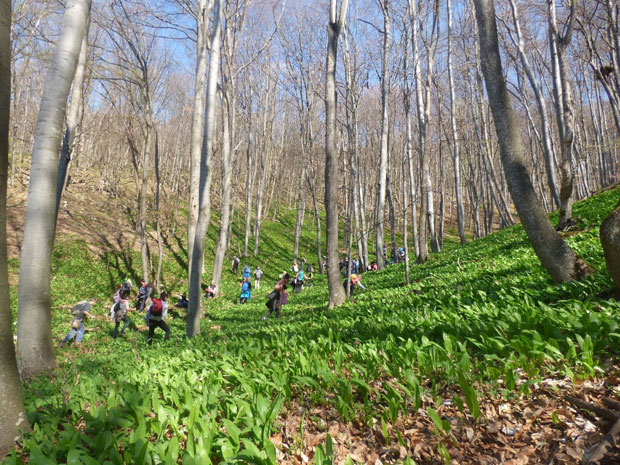 ПРВА СРЕМУШИЈАДА: Медвеђи лук и природа чувају срце
